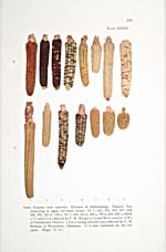 Page 221 du livre de cuisine IROQUOIS FOODS AND FOOD PREPARATION; une illustration en couleurs montre des variétés de maïs iroquois