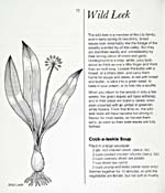 Page 72 du livre de cuisine A TASTE OF THE WILD qui traite de l'ail des bois et donne une recette de soupe à l'ail des bois; un dessin d'un bulbe d'ail des bois occupe plus de la moitié de la page