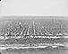 Irrigated sugar beet field, Raymond, Alberta, ca. 1904