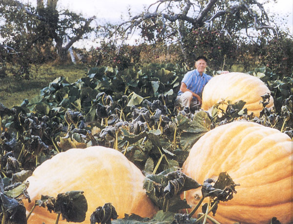 Risultati immagini per giant pumpkins canada
