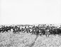 Veaux dans le ranch Cochrane, Canada, 1901